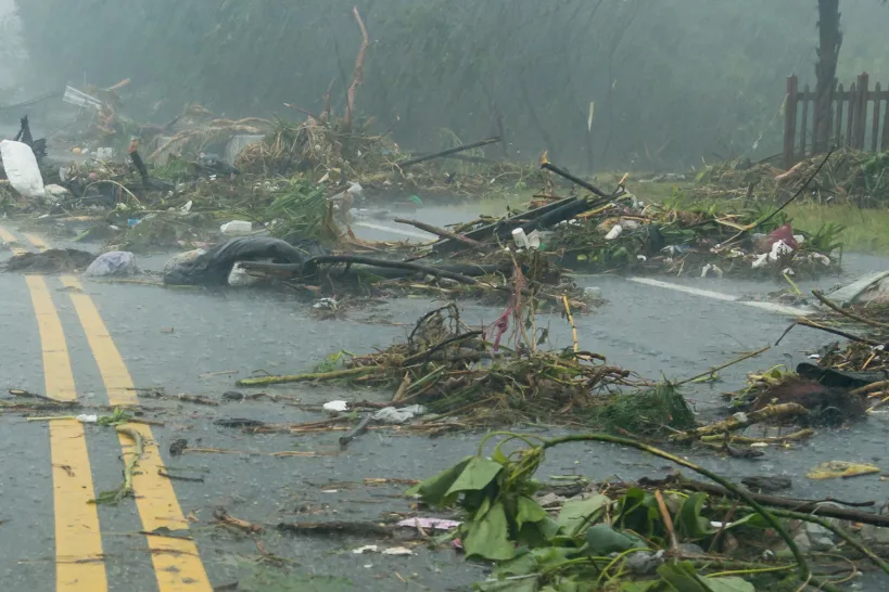 trees fallen on road